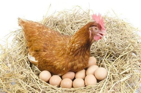 Gör det ont för hönor att lägga ägg